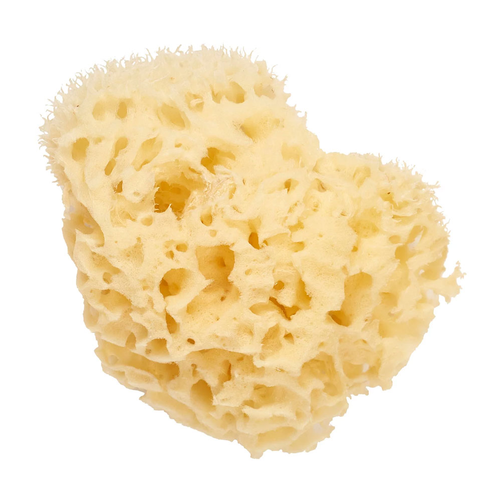 Cartel Spugna naturale di mare 11cm